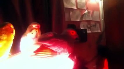 What is my diamond dove doing? 2