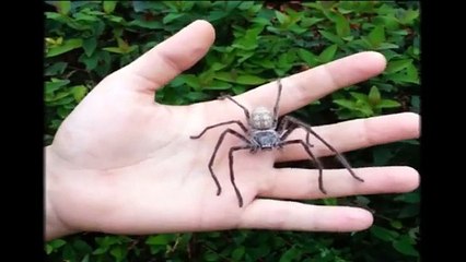 Handling Giant Australian Hunstman spiders - Holconia insignis