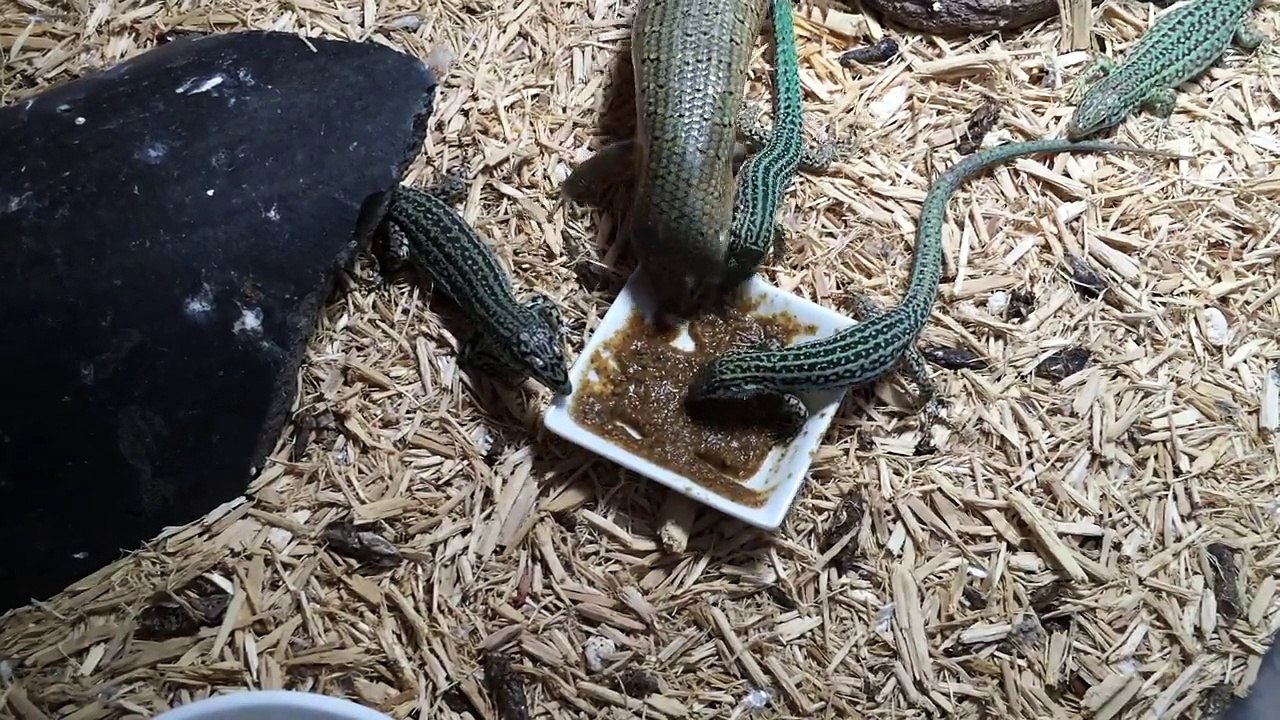 Trachylepis dichroma and European Podarcis eating Repashy