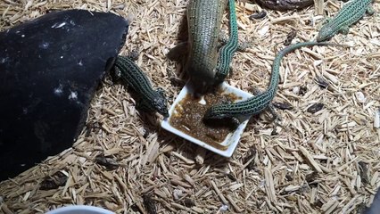 Trachylepis dichroma and European Podarcis eating Repashy