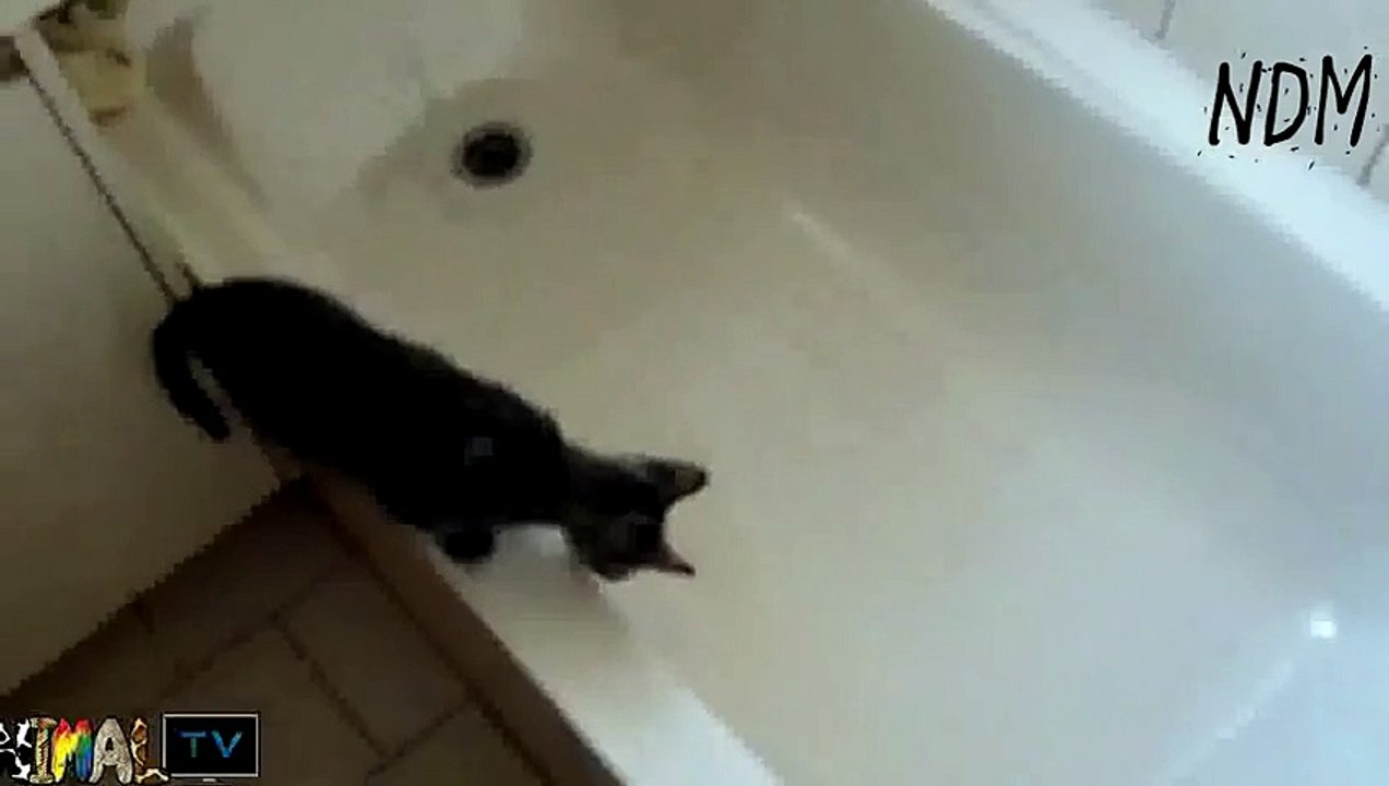 Funny Cats in the Bath Compilation
