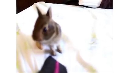 Baby Bunny Fails Window Jump (480p)