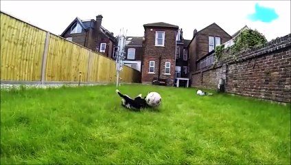 Hilarious dog and puppy fails - Happy Dogs