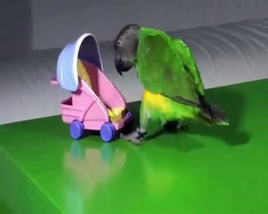 The Funniest Parrots ever