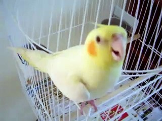 Calopsita sendo exorcizado