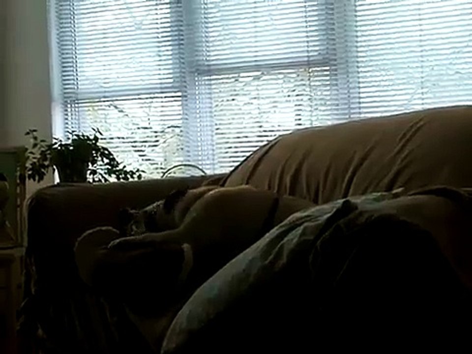 Lazy Pug