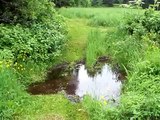 Saint-Bernard, German Shepherd and 8 weeks old puppy Rottweiler crossing pond