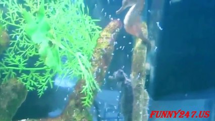 SeaHorse giving birth ☆ Animals Life