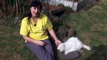 GATOMUNDO 3 - Gatos de pelo largo (con problemas de audio)