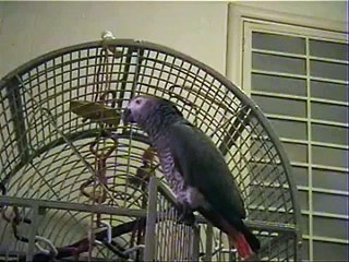 Paka listening to a video of Paka