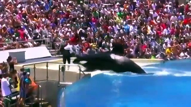 Смотрите что вытворяют делфины! Интересное видео! » Смотреть онлайн новинки фильмов и видео в хорошем качестве бесплатно