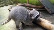 Raccoon eating from bamboo pole at ARCAS