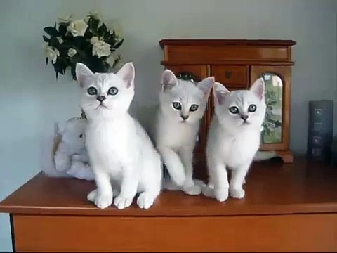 Ella's Black shaded shorthair Burmilla kittens 10wks .wmv