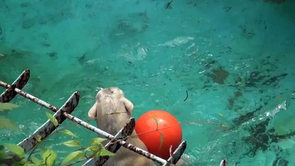 おもちゃを投げて遊ぶホッキョクグマ(天王寺動物園2015年4月29日)