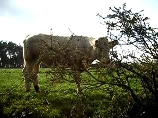 Les vaches - II