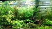 My three planted aquariums
