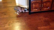 Angel hunts for hidden kibble (Italian Greyhound)