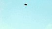 American Kestrel - Hovering flight - Hadley, MA