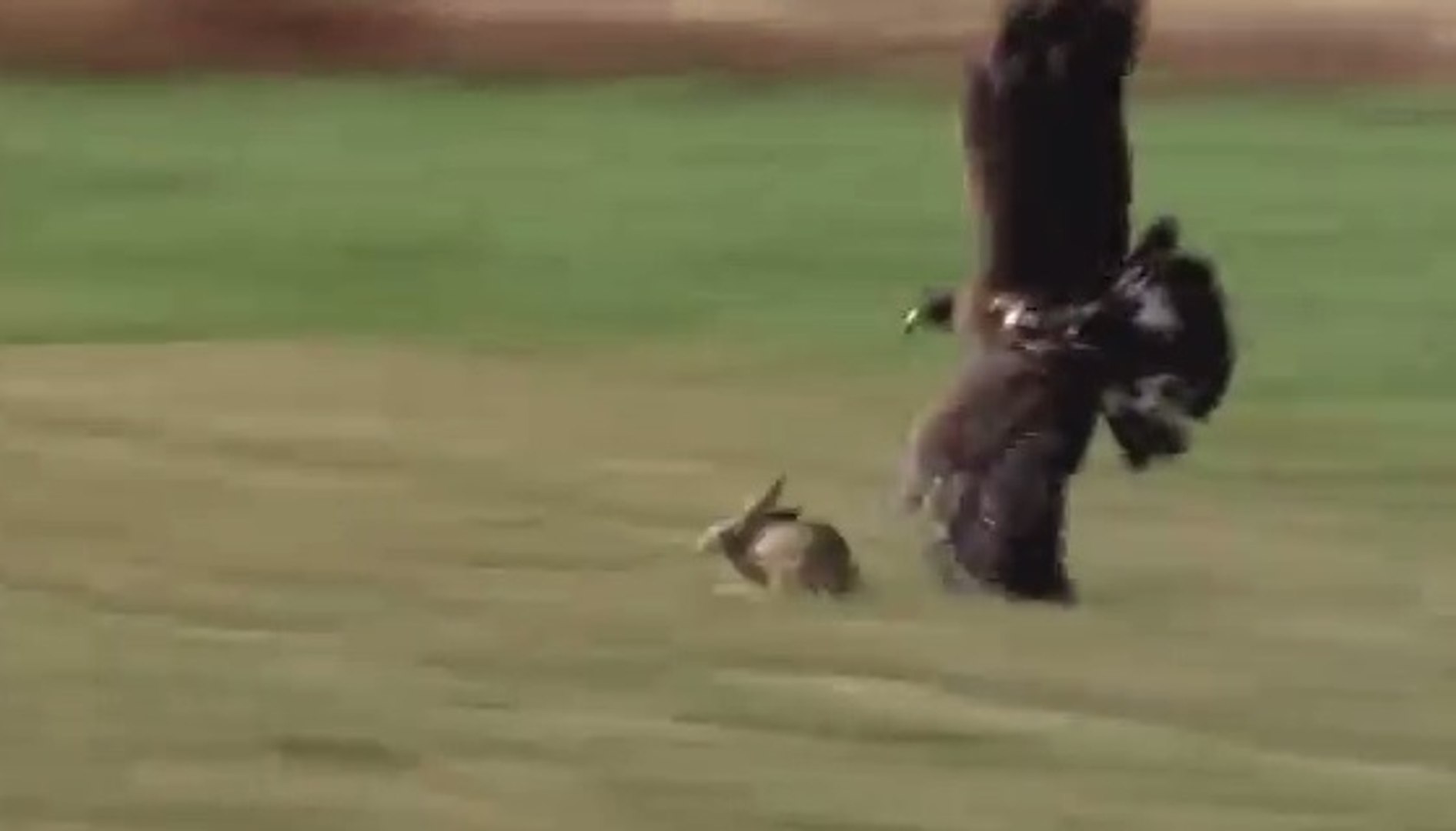 Golden Eagle Vs Jackrabbit Video Dailymotion