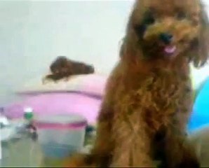 poor poodle being abused by mad man!