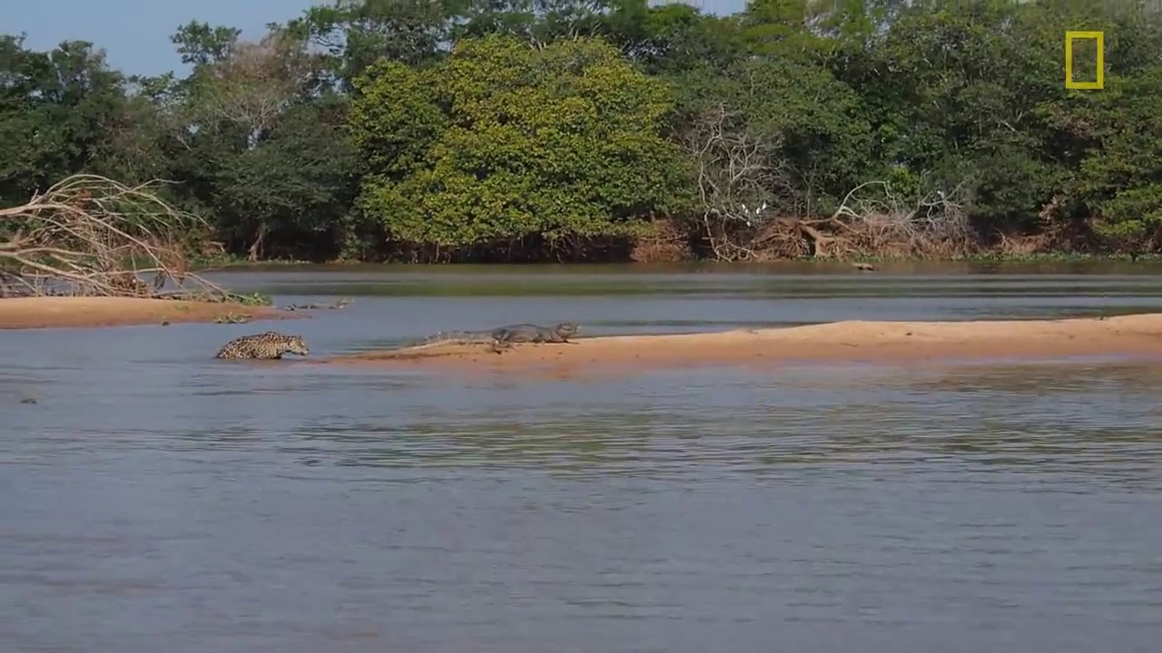 Jaguar Attacks Crocodile