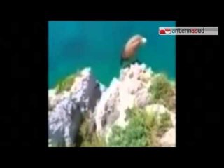 TG 03.07.15 Grifone avvistato a Santa Maria di Leuca