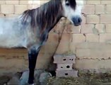 Le cri du cheval Arabe, le cheval de Djilleda  Ain Defla  Algérie 2 10 2008