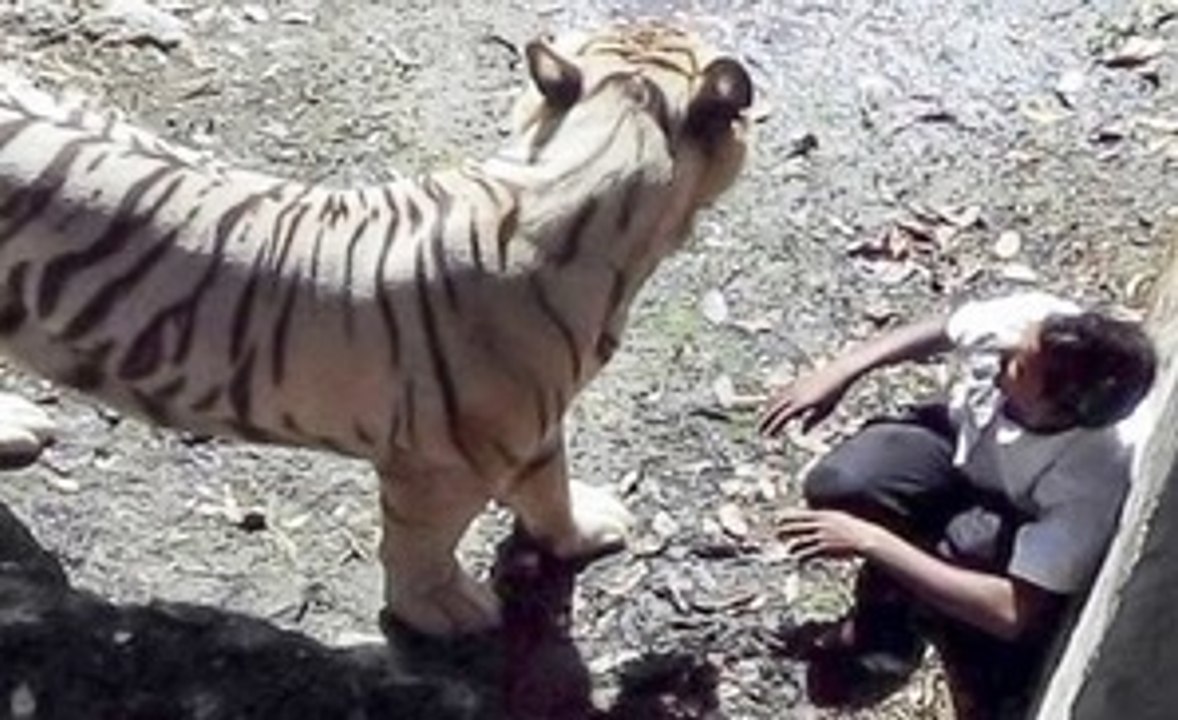 White Tiger Kills Boy in Zoo -- (Delhi in India) KIDS DON'T WATCH PLZZ