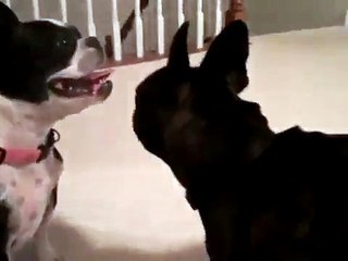 Two adorable dogs 69-ing