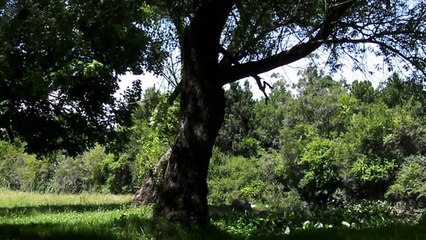 URUGUAY CANTO DE PAJAROS