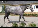 Me trying out Caity! (5 yr old grey holsteiner mare- hunter)