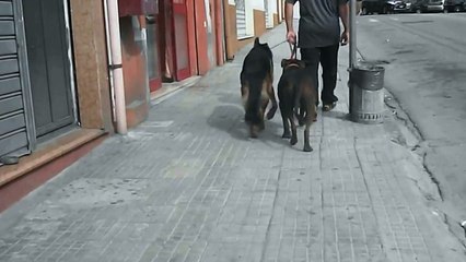 Pitbull VS Pastore tedesco