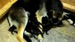German Shepherd puppies hungrily feeding