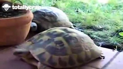 Tortoise makes an orgasm face