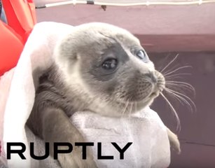 Así fue el rescate de la foca que no quería abandonar a los humanos