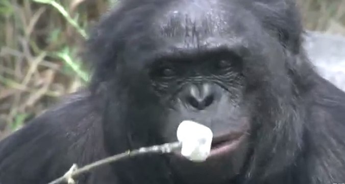 Crazy Smart Ape Lights Campire,Roast Marshmallows | The Real Apes of the Planet