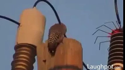 Awesome Trick for caught a Bird