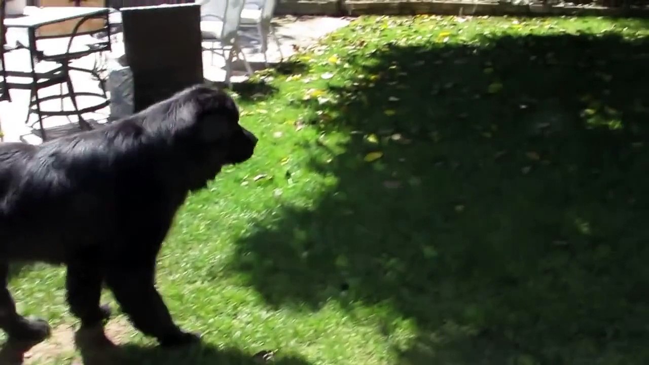 Clever dog finds toddler hiding in backyard