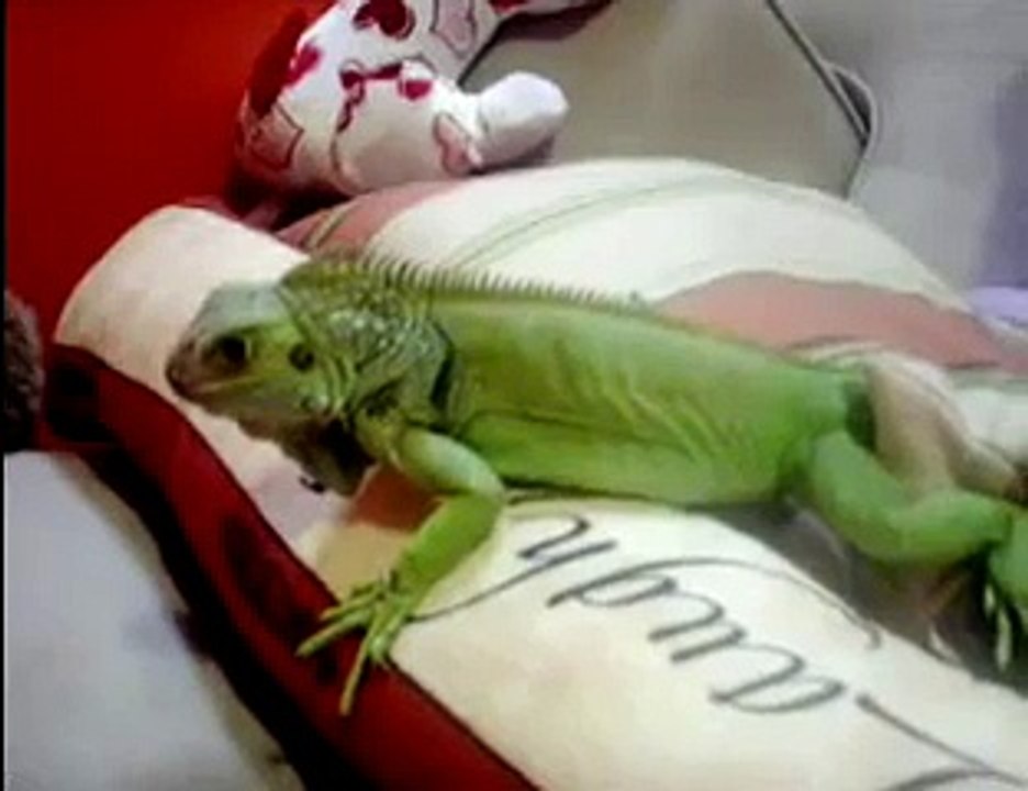 iguana gone mad