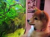 Shiba Inu Puppy Aimi vs. fish