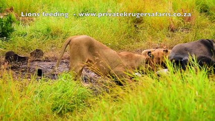 Lions growling & feeding on Rhino carcass. www.privatekrugersafaris.co.za