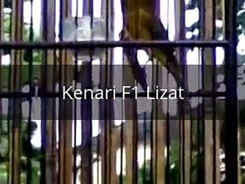 Kicau Burung Kenari F1 Gacor