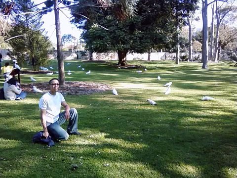 Wild Cockatoos in Sydney Australia