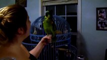 Blue front amazon parrot, Fernando, talking and singing.