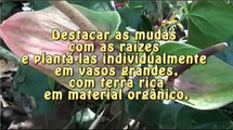 Como fazer mudas de antúrio - Anthurium andraeanum - Jardinagem - Flores