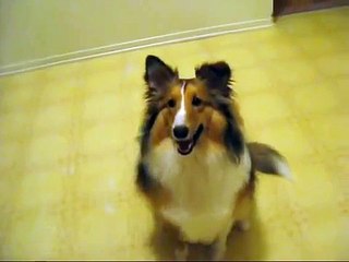 Sheltie Tricks