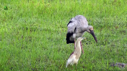 Beautiful Asian Openbills & Indian Pond Herons  Relaxing In Nature