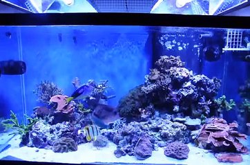 Andy's 120 Gallon Reef Tank