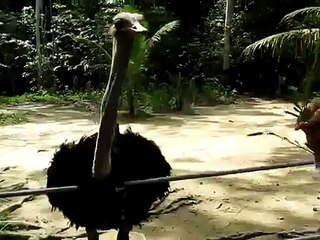 Aina memberi burung unta (ostrich) makan