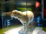 Dolly the Sheep Rotating at The National Museum of Scotland